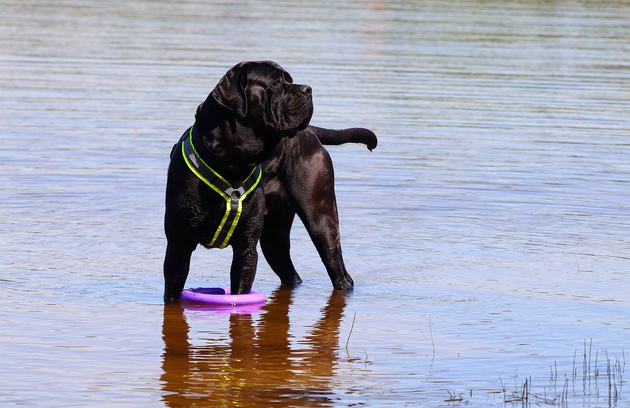 Why Cane Corso Dogs Are Great Protectors